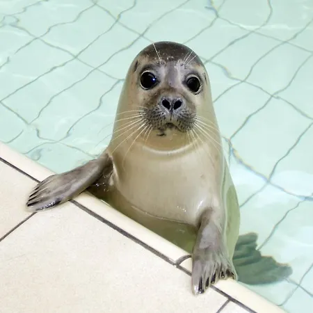 Serene In De Koog Texel With Sauna 別荘 Westermient